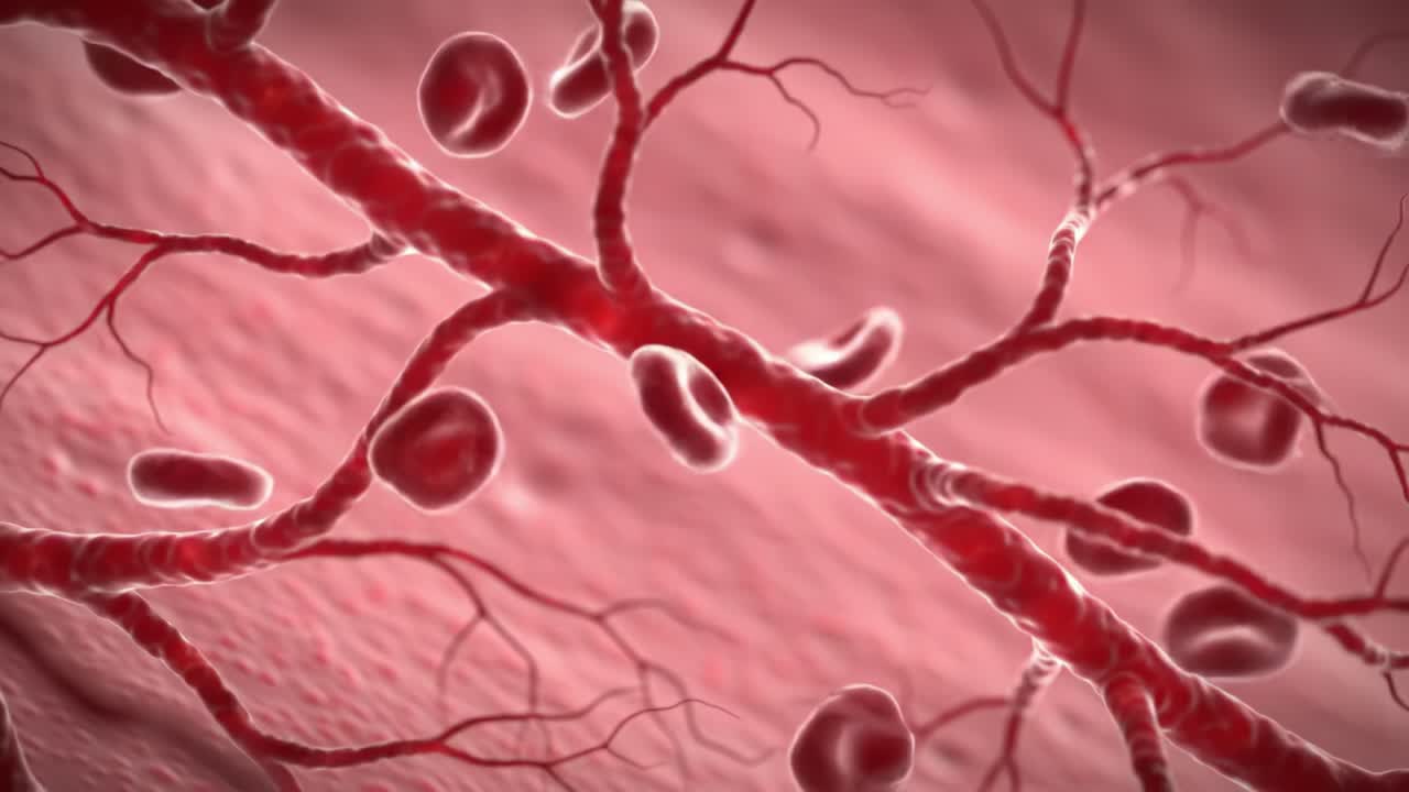 Detailed Visualization of Blood Vessels and Red Blood Cells within the Human Circulatory System, Showcasing Their Structure and Functionality in a Biological Context