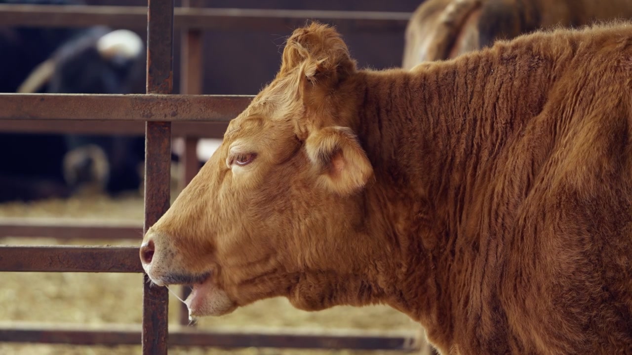 Primo piano di profilo laterale di una mucca Hanwoo dorata matura che rumina dietro un cancello di metallo all'interno di una stalla coperta di fieno presso Anseong Farmland, Corea.
