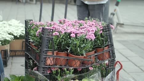 rosa nelken, die auf einem straßenmarkt ausgestellt werden