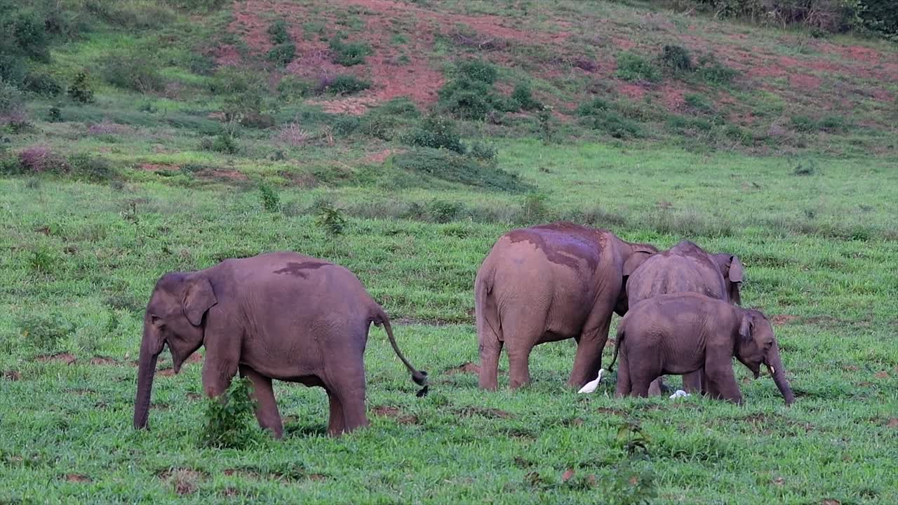 los elefantes asiáticos son especies en peligro de extinción y también son residentes de tailandia