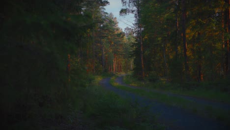 Eine-Schotterstraße-Schlängelt-Sich-Durch-Einen-Dichten-Kiefernwald-In-Skandinavien