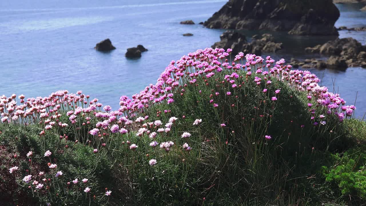 Pink and blue clifftop Copper Coast Waterford in summer Ireland Epic Location
