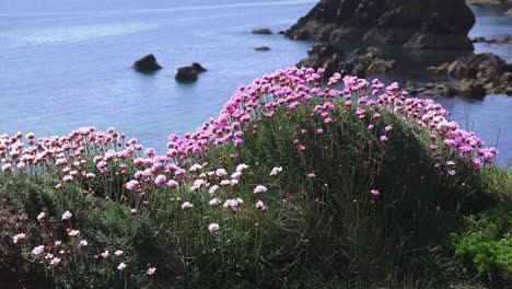 pink and blue clifftop copper coast waterford in summer ireland epic location