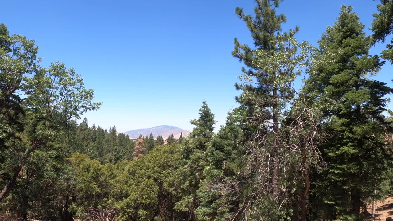 맑은 여름날 상록수 숲의 외딴 평화로운 산길을 따라 운전