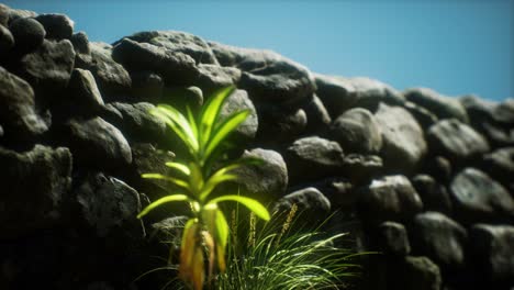 pared de hierba y piedra en el norte de la campiña de inglaterra