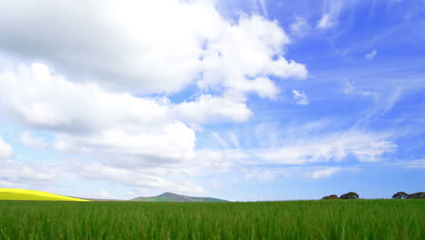 view of beautiful wheat field