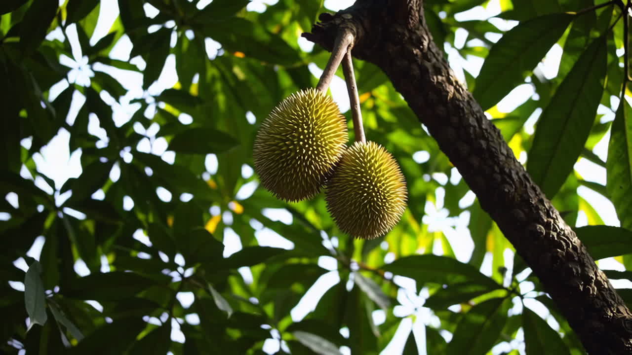 Durian fruit on a tree