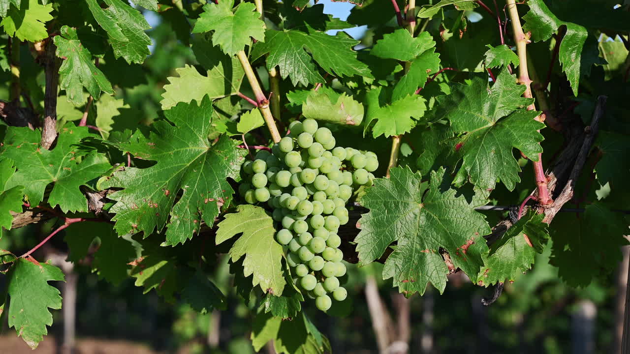Close up of green grapes hanging on the vine surrounded by vibrant leaves