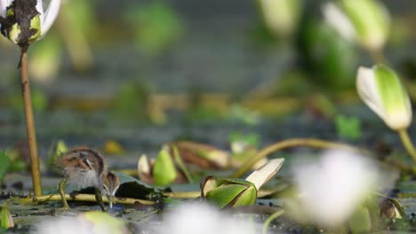 chicks of pheasant tailed jacana in morning