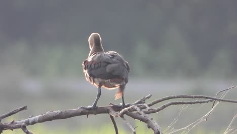 whistling duck in tree uhd mp4 4k video.