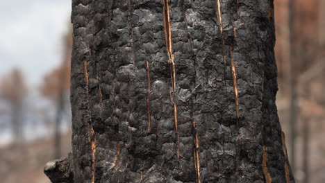 close up of charred bark of tree in burnt forest, wildfire and global warming consequences