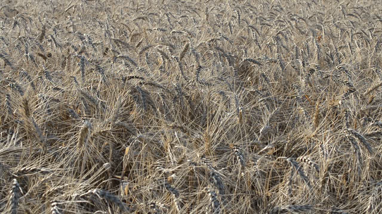 Hvede i den opstigende sols stråler. Hvedemark, optagelse om sommeren