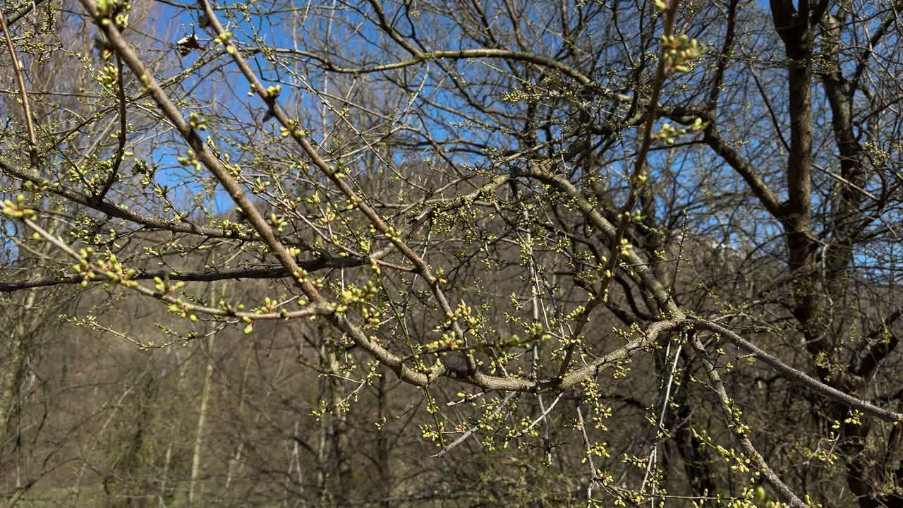 Nature spring coming to life sprout tree branches Switzerland forest landscape