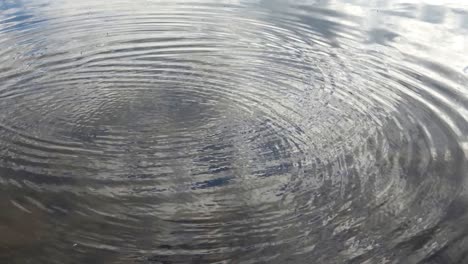 beautiful water waves and ripples from a stone falling into a water surface of a lake