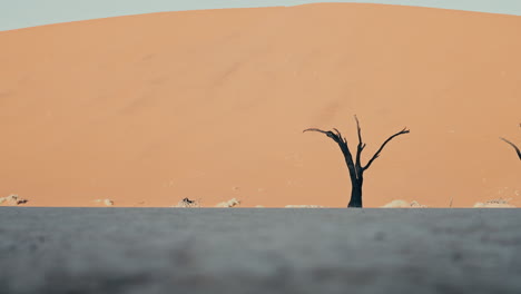dead tree in the namib desert