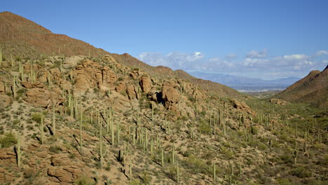 drone shot flying over desert mountain covered in cacti with tucson arizona in the valley in the distance