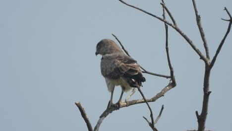 águila relajándose en el árbol