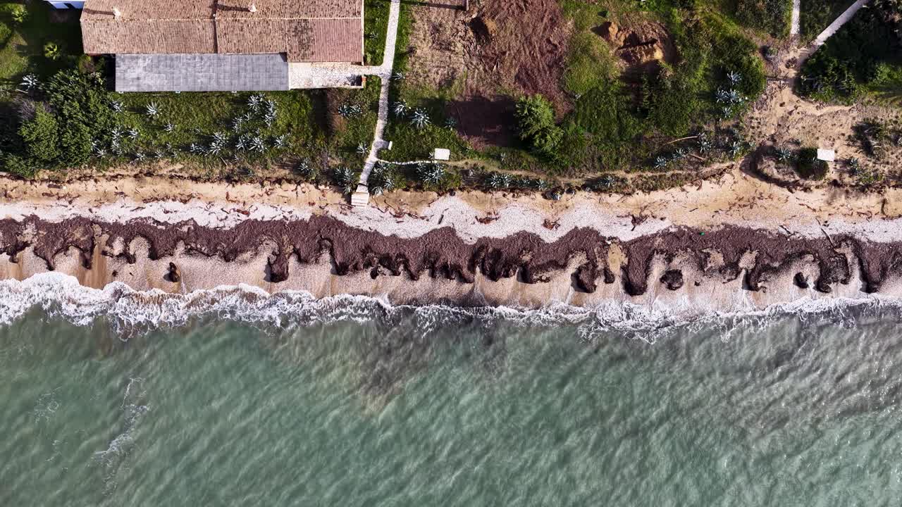 Korfu Adası, Yunanistan'da kıyıya vurmuş Posidonia deniz yosunları ve nazik okyanus dalgalarıyla kumlu bir sahil şeridinin havadan kuşbakışı görünümü.