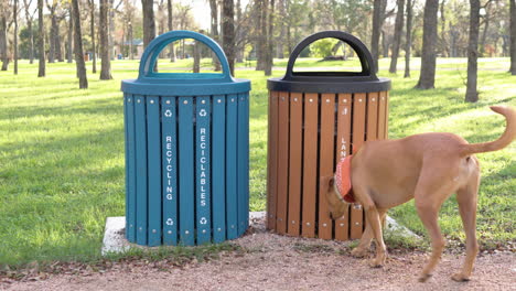 recycling trash can dust bin in wooded public park with dog