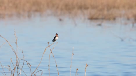 en regardant autour d'elle et en apprêtant ses ailes et ses plumes en même temps, l'hirundo rustica essaie aussi de s'équilibrer sur une petite brindille, à beung boraphet, nakhon sawan en thaïlande