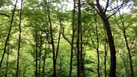 [pan shot] in the forest on sunny day | beautiful trees with green leaves