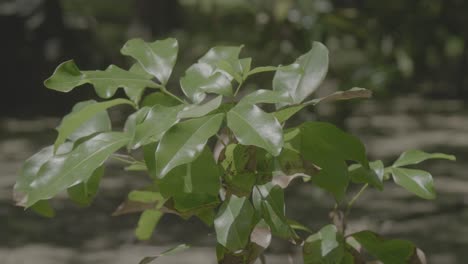 A-bush-waving-in-the-wind