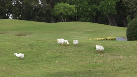 chickens wandering and pecking on grassy field.