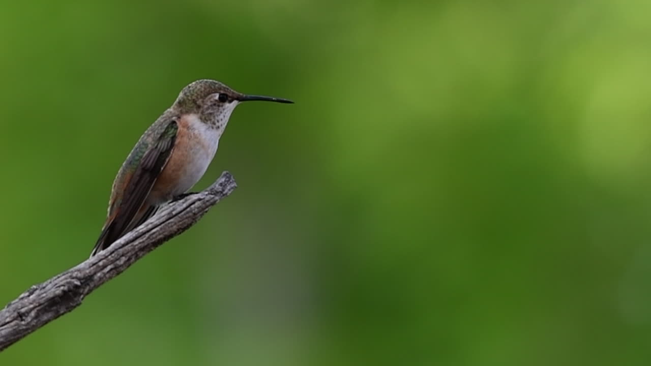 colibrí vuela a una rama