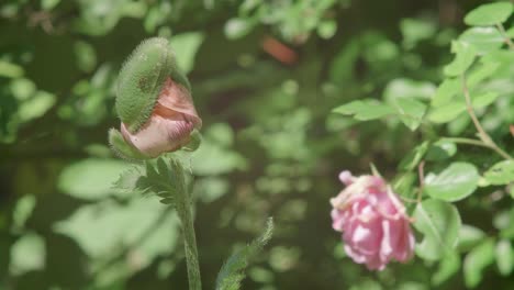 pink rose bud in foreground, fully bloomed rose head in background