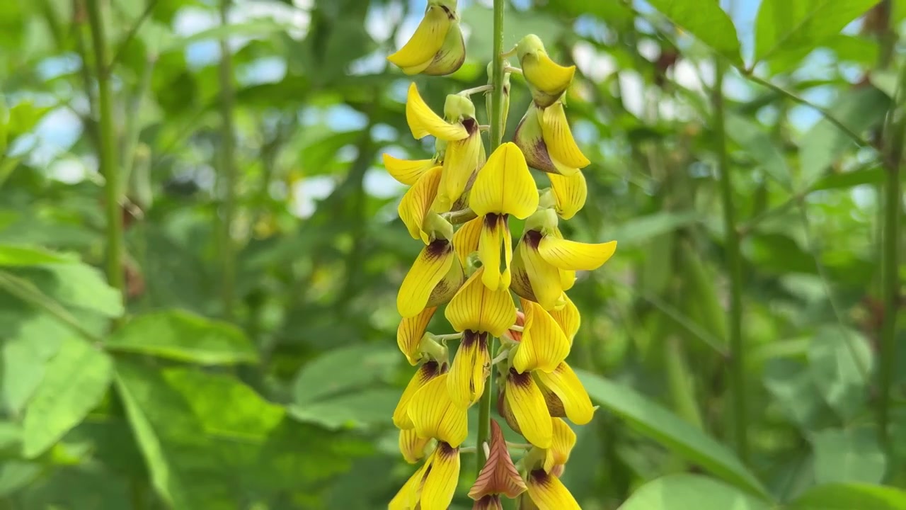 Những bông hoa vàng rực rỡ đung đưa nhẹ nhàng giữa thiên nhiên.
