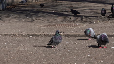 Un-Grupo-De-Palomas-Grises-Caminando-Sobre-El-Pavimento-De-Ladrillo-Y-Buscando-Comida