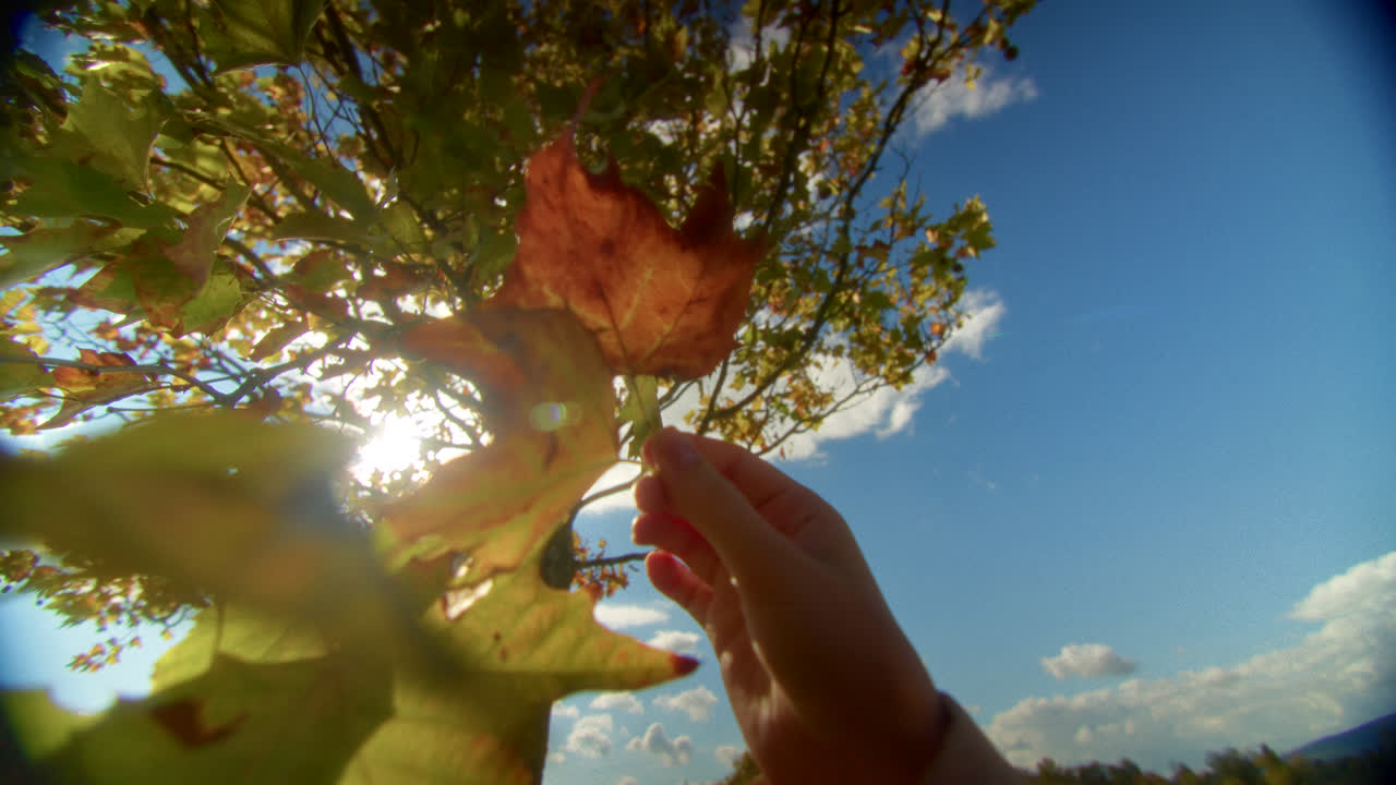 가을 잎 을 들고 있는 아이