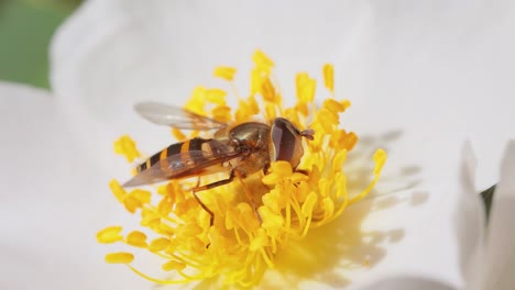 Sírfidos,-Moscas-De-Las-Flores-O-Moscas-Sírfidos,-Insectos-De-La-Familia-Syrphidae.-Se-Disfrazan-De-Insectos-Peligrosos,-Avispas-Y-Abejas.-Los-Adultos-De-Muchas-Especies-Se-Alimentan-Principalmente-Del-Néctar-Y-El-Polen-De-Las-Flores.