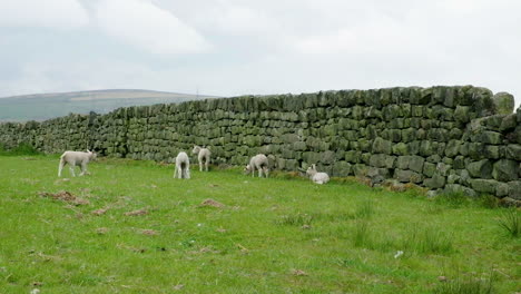 baby lambs in springtime on a yorkshire farm