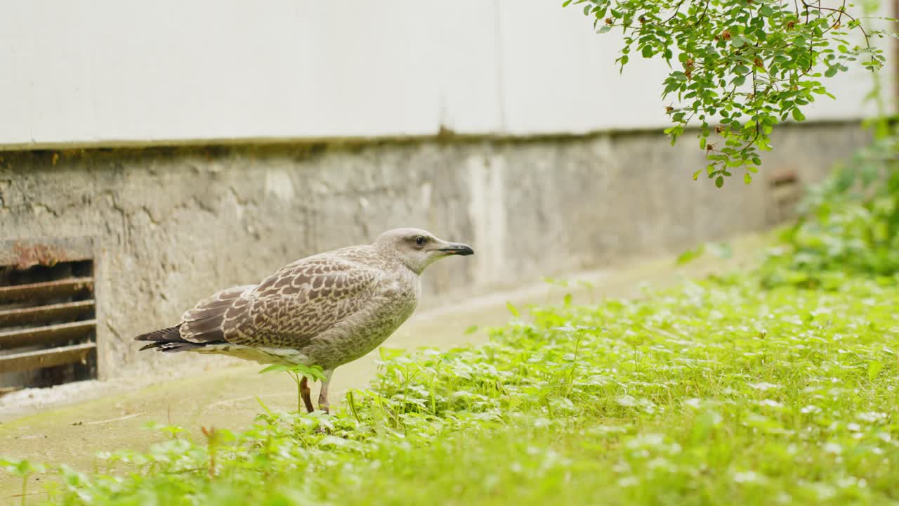 초원 공원, 핸드헬드, 하루에 어머니를 찾는 어린 갈매기