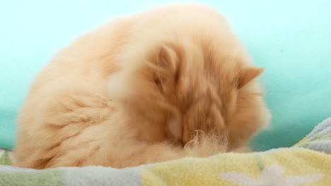 close-up persian cat washes and licks her body with 4k resolution