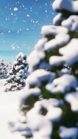 a walk in the snow-covered forest between the christmas trees during a snowfall. vertical looped video