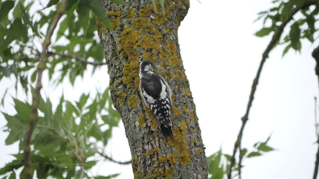 gran pájaro carpintero manchado sacar insectos del árbol, cámara lenta