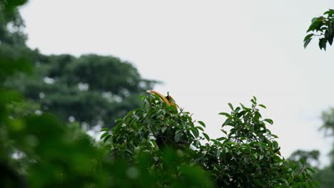 seen on top of the tree with its bill sticking out, great hornbill buceros bicornis, thailand