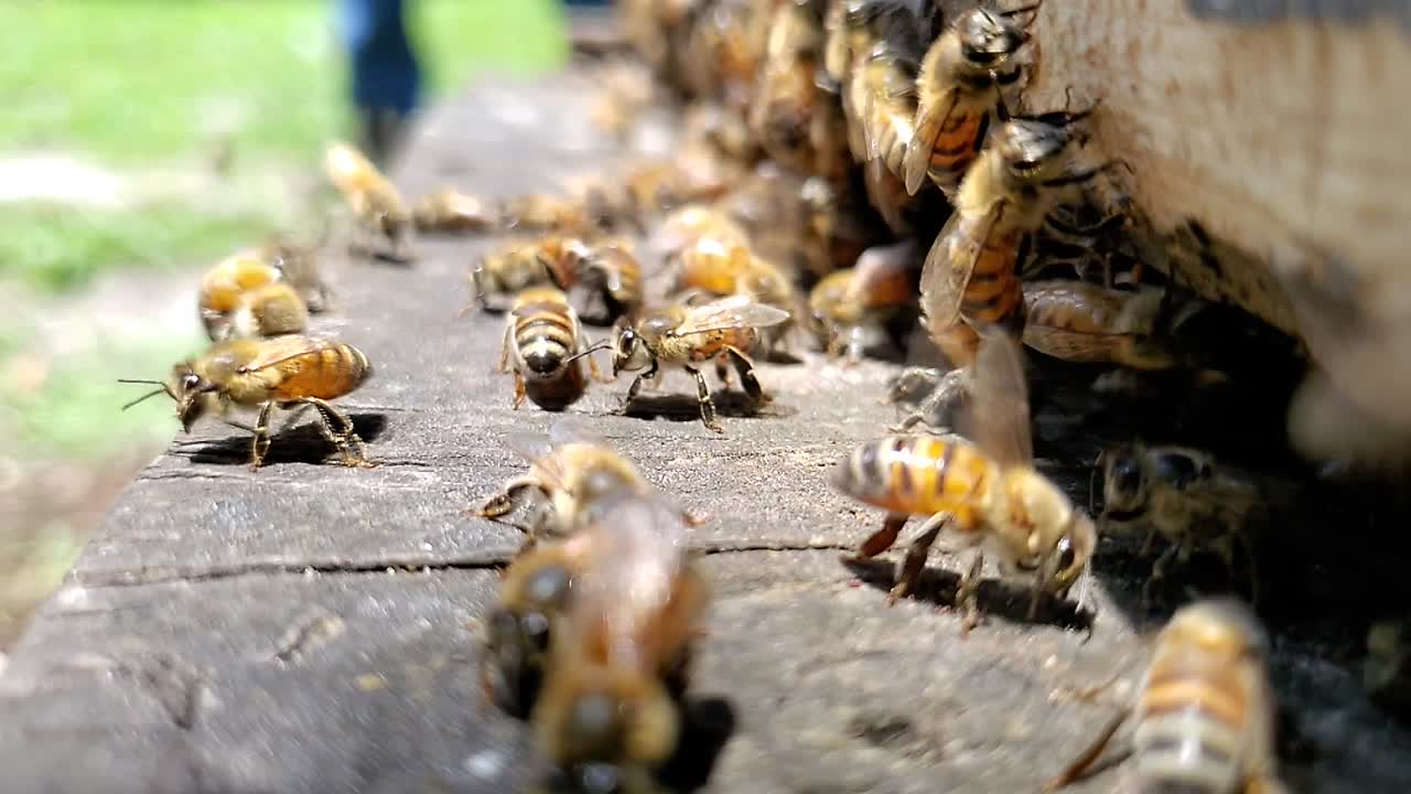 Honey bees buzzing and flying near the entrance to a hive box in slow motion hd 1080p 30p