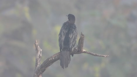 Cormorant-chilling-on-pond-area-