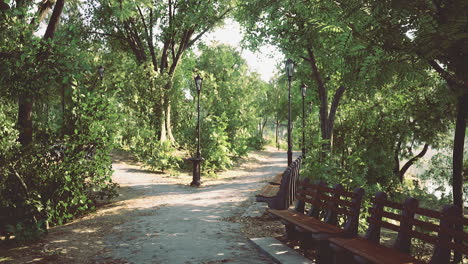 peaceful park pathway surrounded by lush trees and benches in bright sunlight