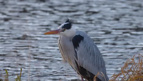 observando a una garza parada junto a un lago