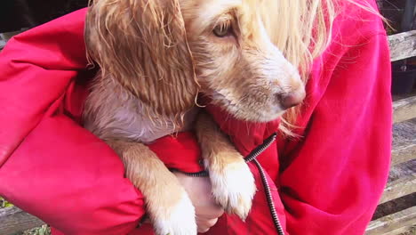 cute wet - cold cockaspaniel puppy held by owner is shivering from swimming in the lake