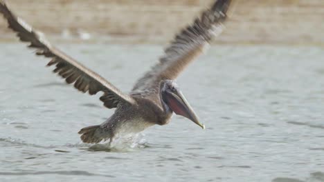 Pájaro-Pelícano-Marrón-Tomando-Vuelo-Con-Gracia-A-Lo-Largo-De-La-Orilla-De-La-Playa-En-El-Agua-Del-Océano-En-Cámara-Lenta