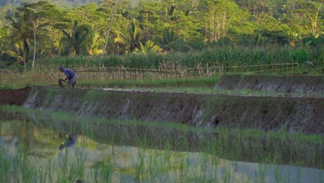 A-farmer-is-wokring-on-the-rice-field-for-hoeing-the-mud---Farmer-activity-on-the-rice-field