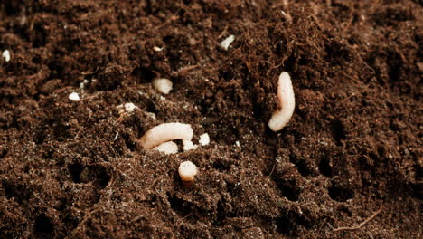 soil with worms