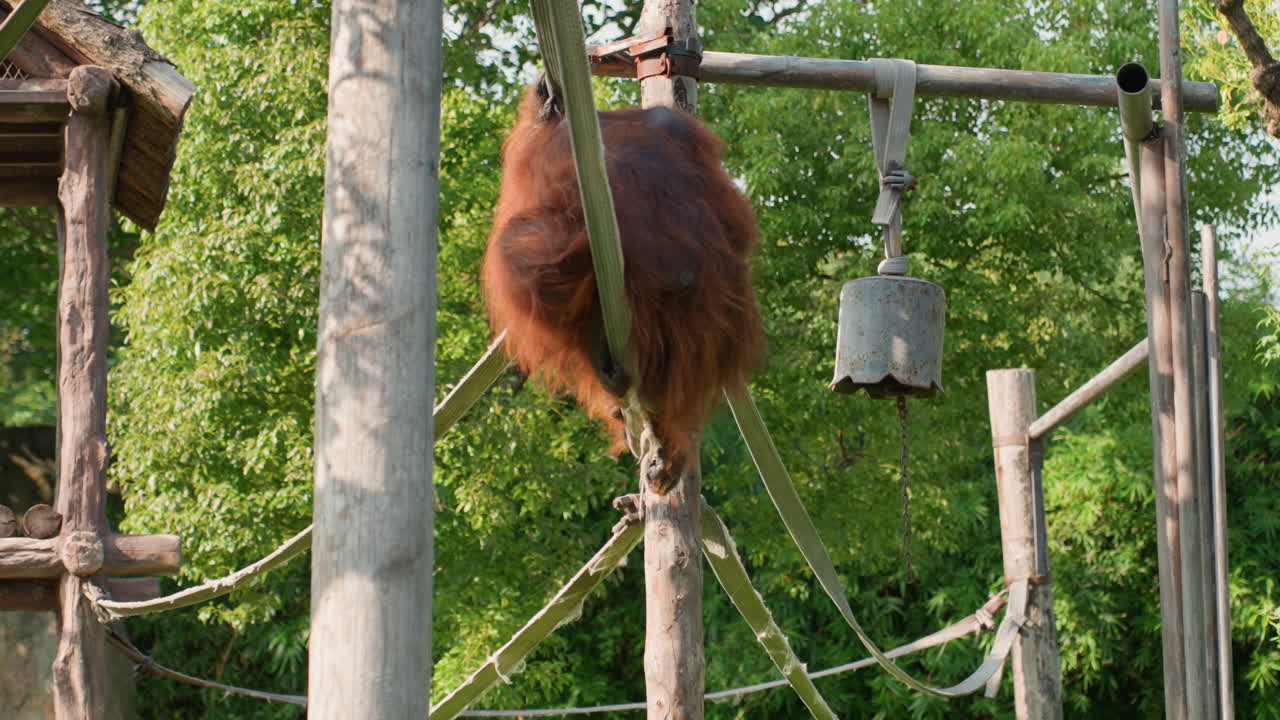 Maymun canlı bir şekilde sallanıyor. Oyuncu bir orangutan, canlı hayvanat bahçesi ortamında zahmetsizce hareket ediyor. Zarif orangutan, yemyeşil bitki örtüsü ve ahşap yapılar arasında tırmanırken çevikliğini sergiliyor.