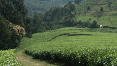 tea farmer walking through lush fields