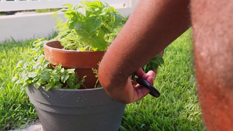 Pruning-fresh-oregano-out-of-the-pot